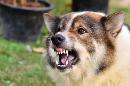 A large aggressive looking dog barring its teeth.