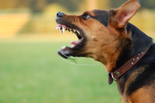 A picture of a dog barring its teeth aggresively.