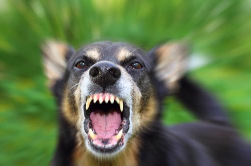 Cntact a Long Island dog bite lawyer today to file your injury claim.