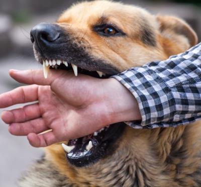 This image shows a human hand inside a German Shepherd's open mouth. 