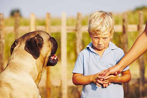 Garden City Dog Bite Lawyer This image shows a young blonde boy looking anxiously at a friendly dog.