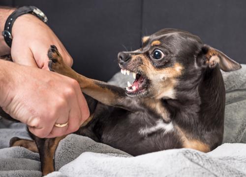 Schedule a free consultation with a Melville dog bite lawyer today.