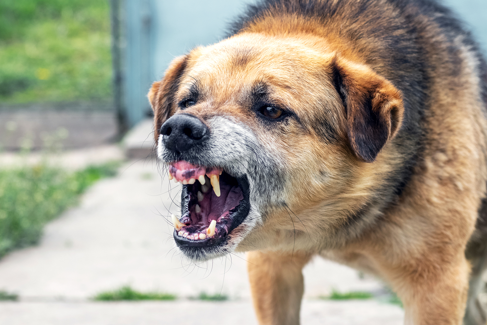 What You Need To Know About New York Dog Bite Laws - Cellino Law