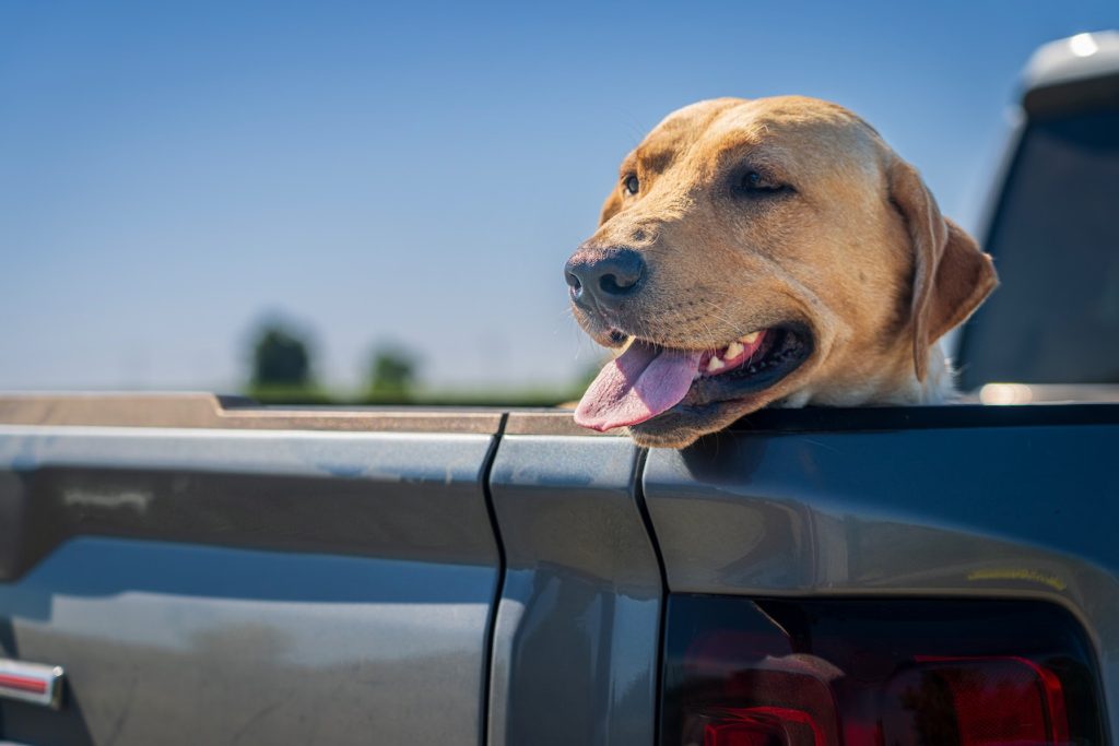 Is It Illegal To Hit A Dog And Drive Off? Is It Illegal To Hit A Dog And Drive Off?