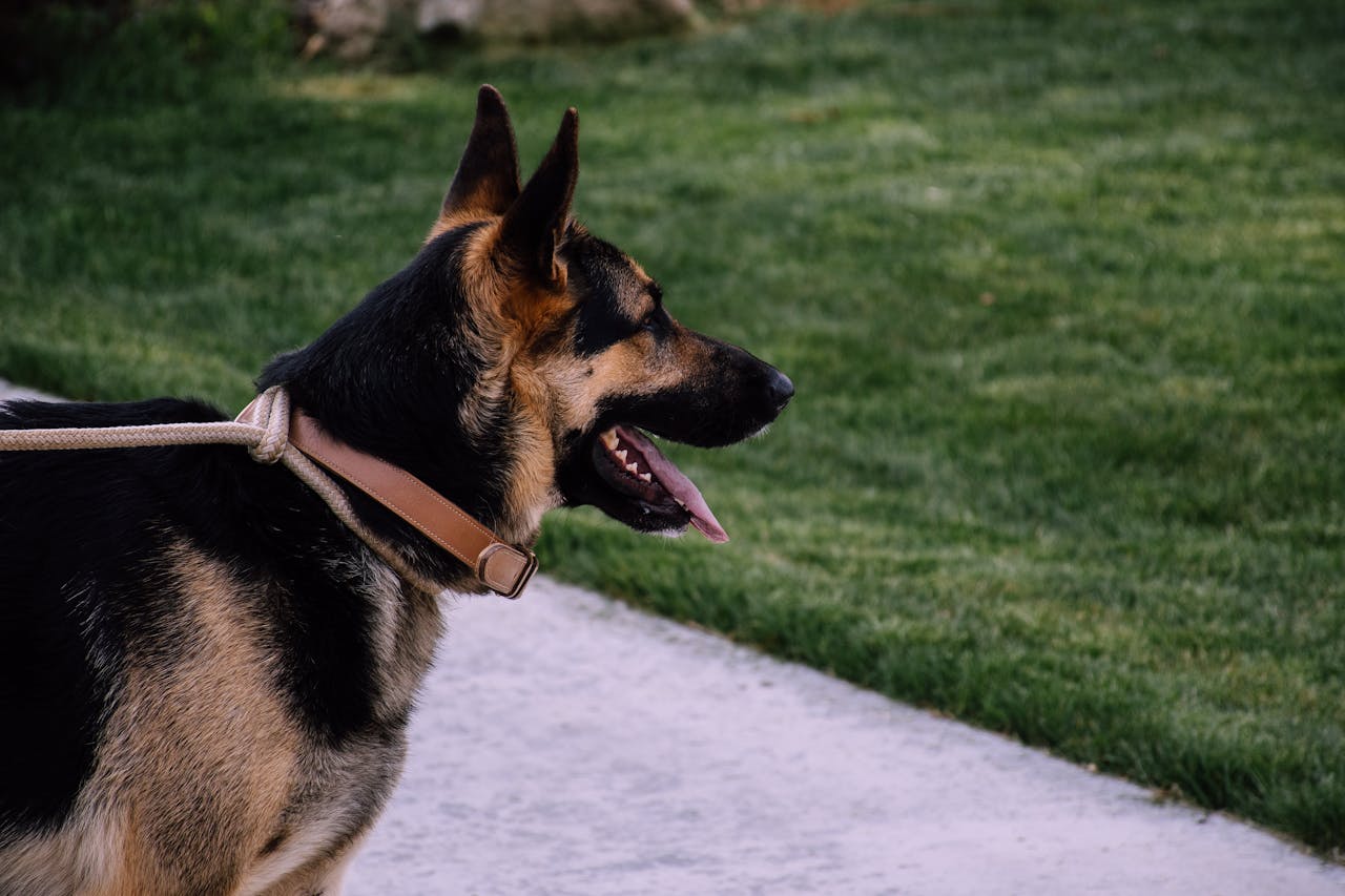 <span>New York </span>Dog Bite Lawyer dog bite lawyer