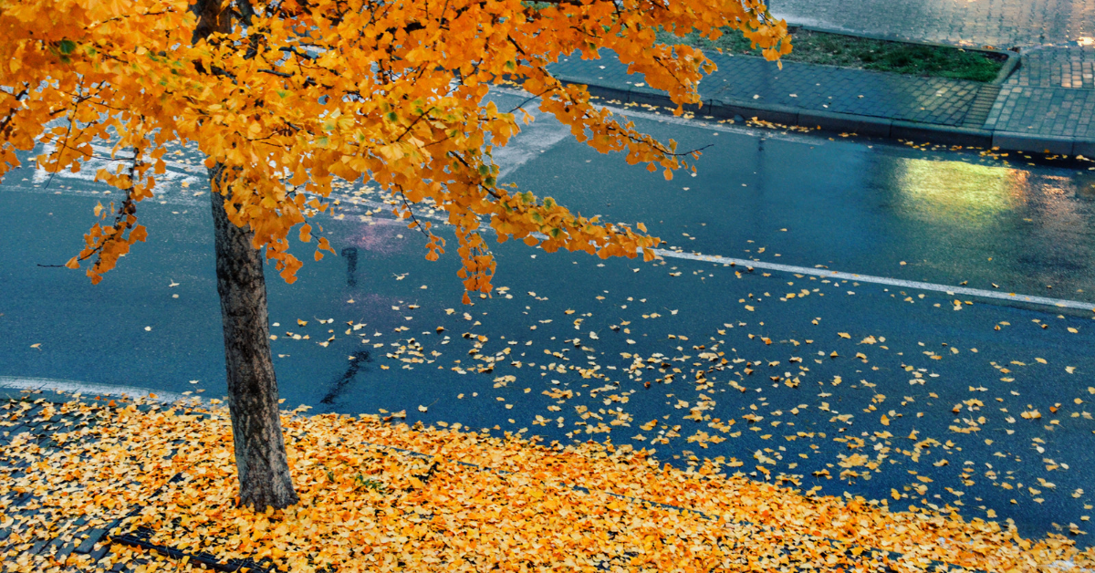 Wet leaves covering a sidewalk on a fall day, creating a slippery surface.