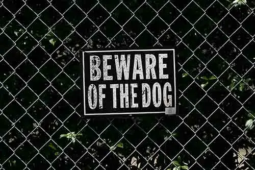 What You Need To Know About Hitting a Dog With Your Car hit-a-dog with your car-accident